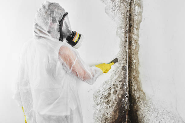 Best Attic Mold Removal  in Northwest Ithaca, NY