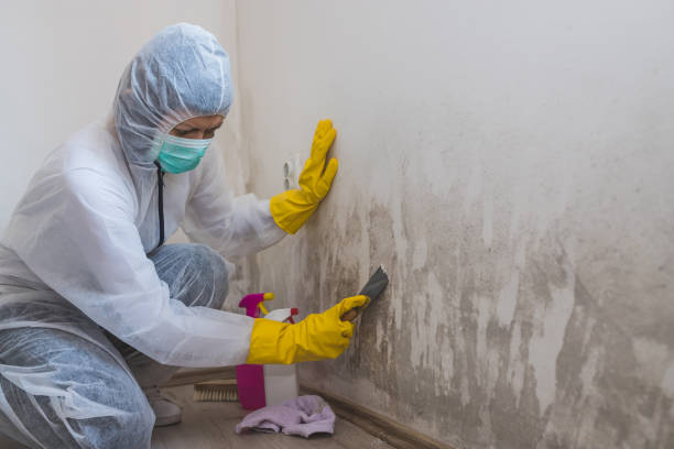 Mold Testing and Removal in Northwest Ithaca, NY