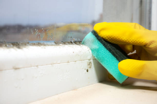 Best Commercial Mold Removal  in Northwest Ithaca, NY