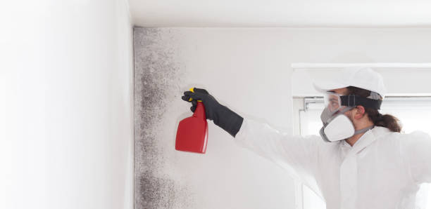 Office Mold Removal Services in Northwest Ithaca, NY
