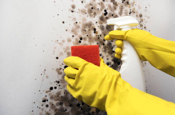 Best Emergency Mold Removal  in Northwest Ithaca, NY