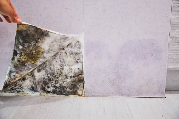 Best Local Mold Removal Service  in Northwest Ithaca, NY